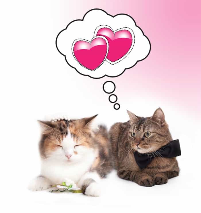 bigstock-married-cat-couple-6116487