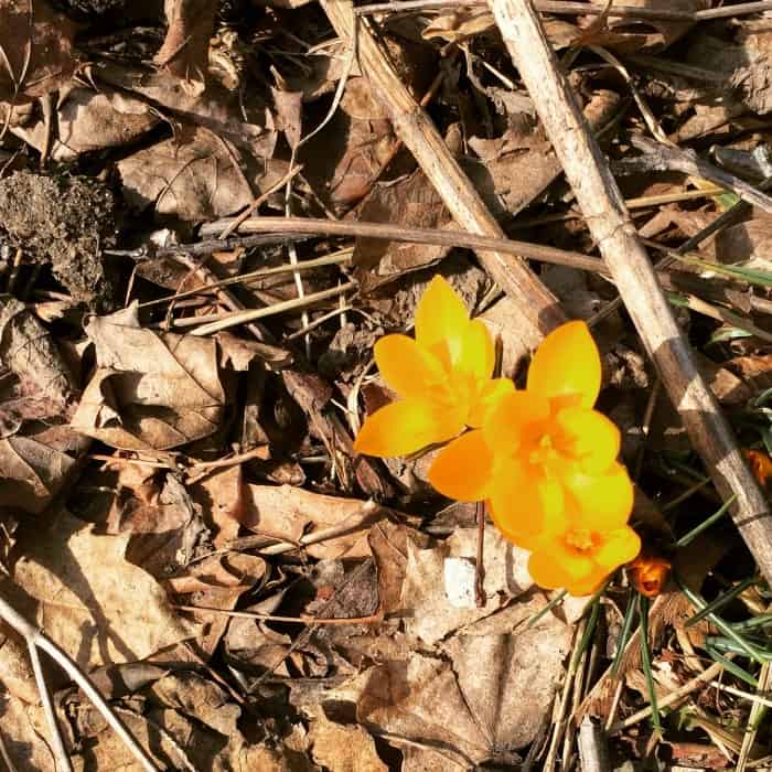 signs-of-spring