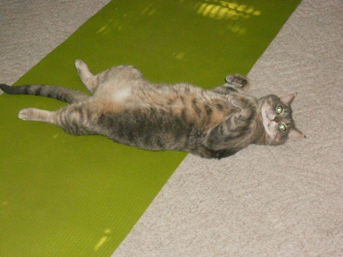 catspreading-yoga-mat