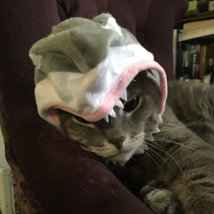 cat-in-shark-hat