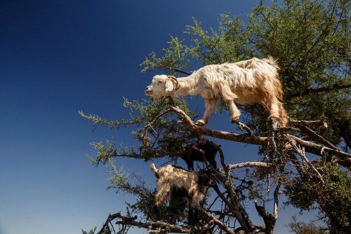 little mysteries such as goats in trees