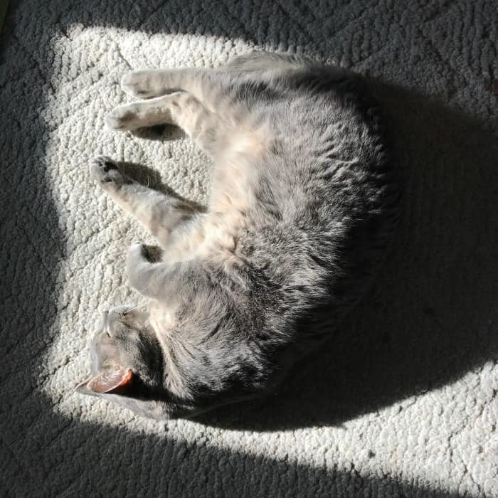 cat sunning himself