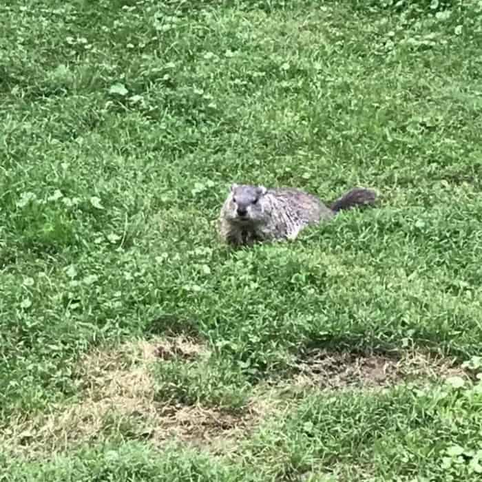 Woodchuck at Omega Institute