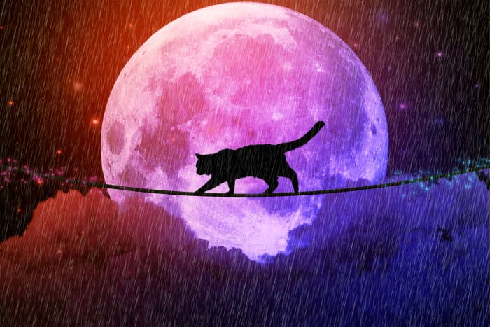 Full Moon in Scorpio 2019 - and Tarot Readings for Each Zodiac Sign