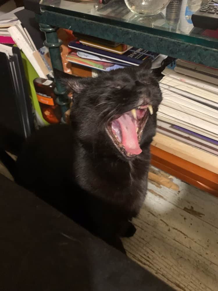 kitty yawn