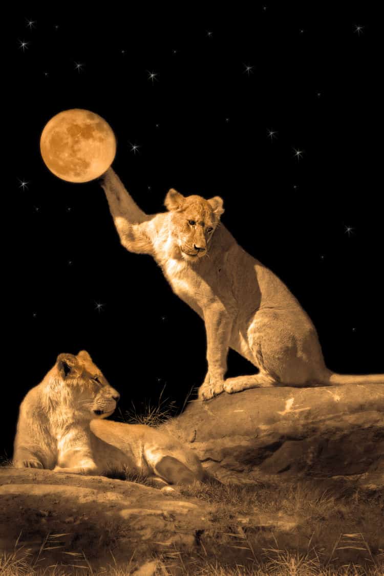 Full Moon in Leo 2020 - and Tarot Readings for Each Zodiac Sign