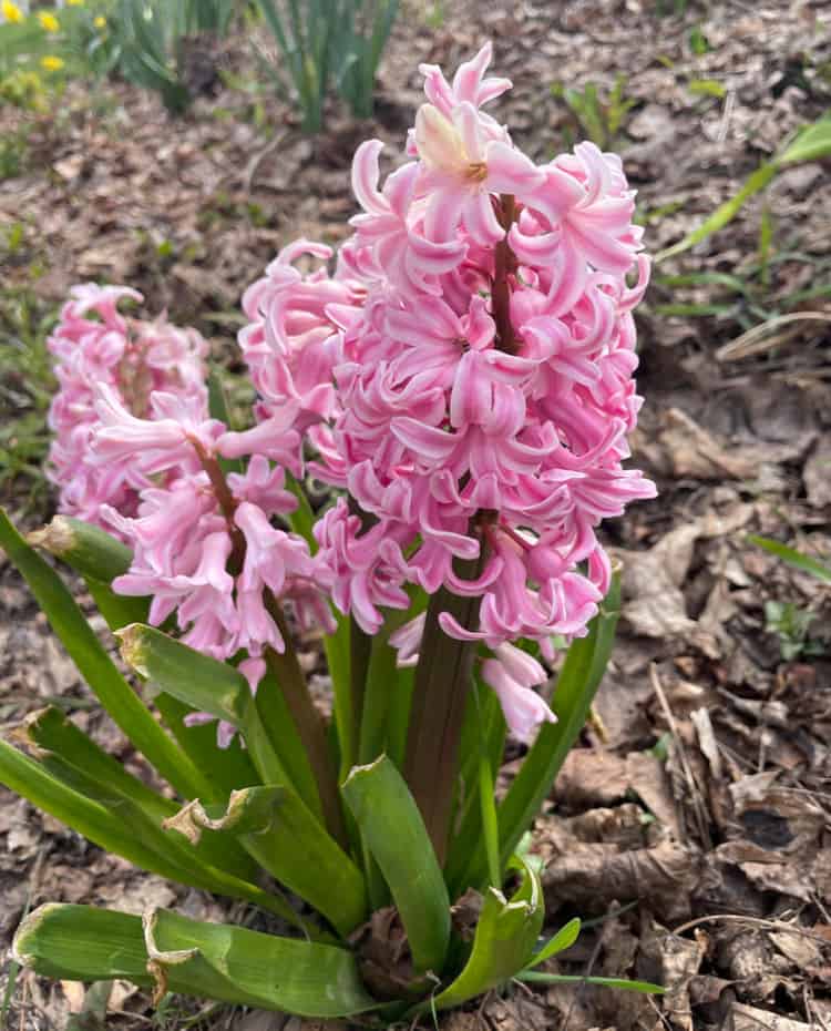 Pink hyacinth 