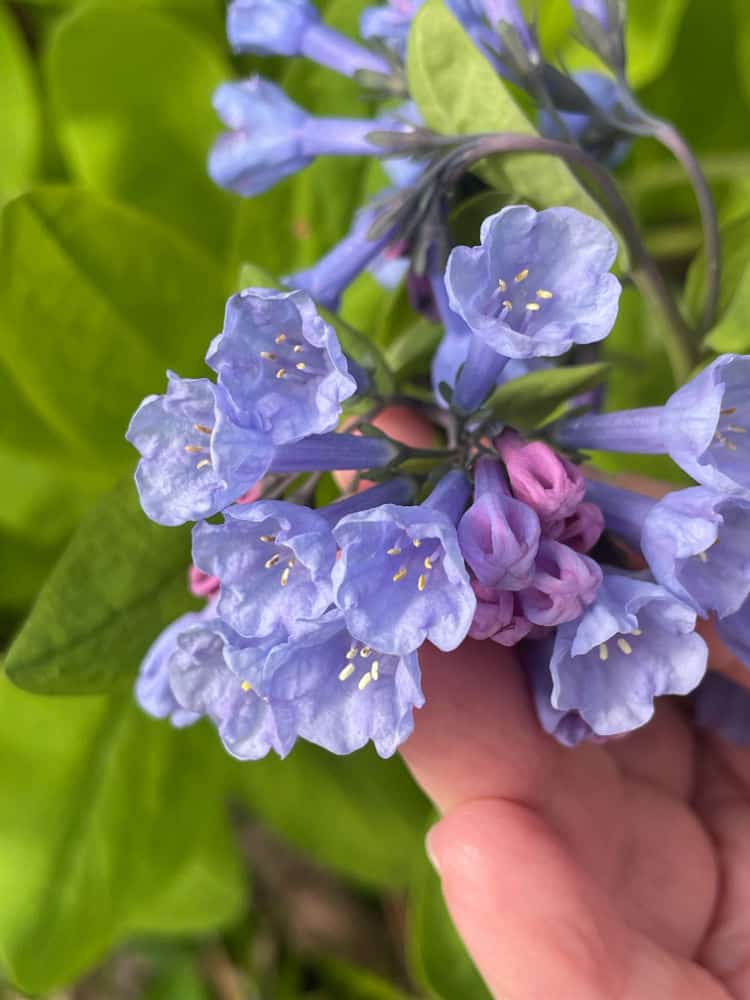 The Hit List - Spring beauty bluebells