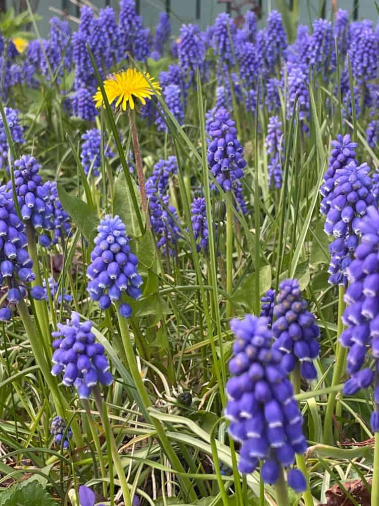 The Hit List - Spring beauty dandelion purple hyacinth