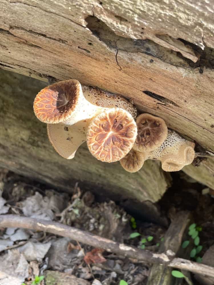 The Hit List - Spring beauty mushrooms