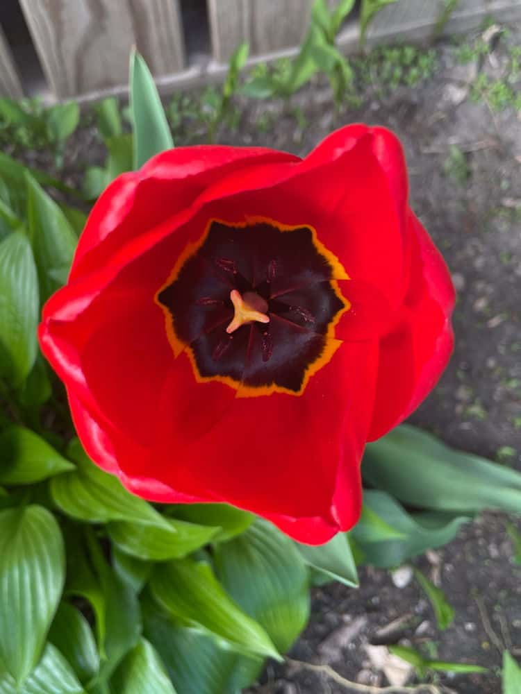 The Hit List - Spring beauty Tulip
