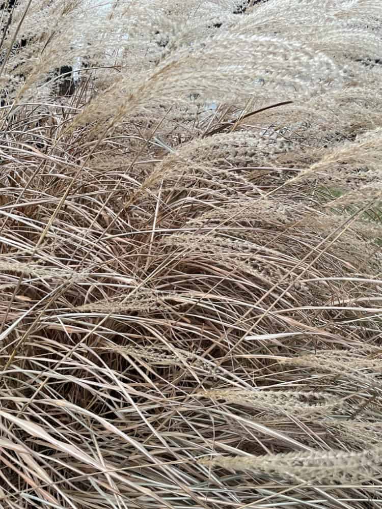 grasses blowing in the wind