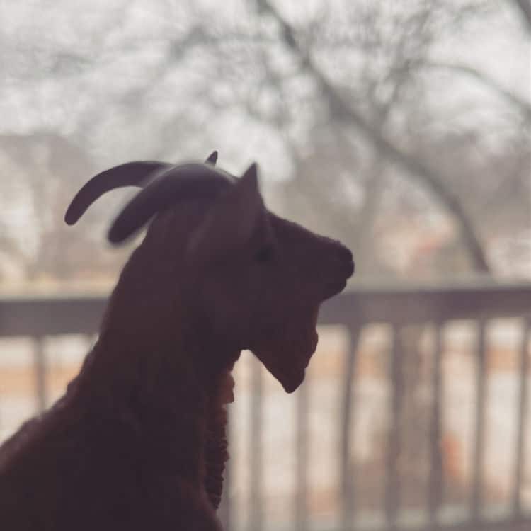 Benny the Goat Rainy Day