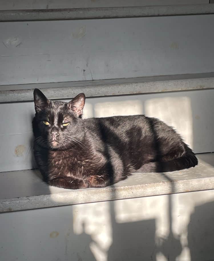 sun worshipping cat