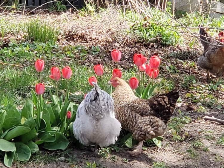 What's up, chicken butts? May flowers and chickens.