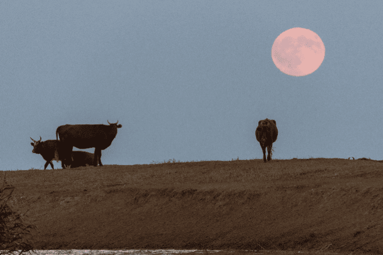 Lunar Eclipse in Taurus 2023 – and Tarot Readings for Each Zodiac Sign