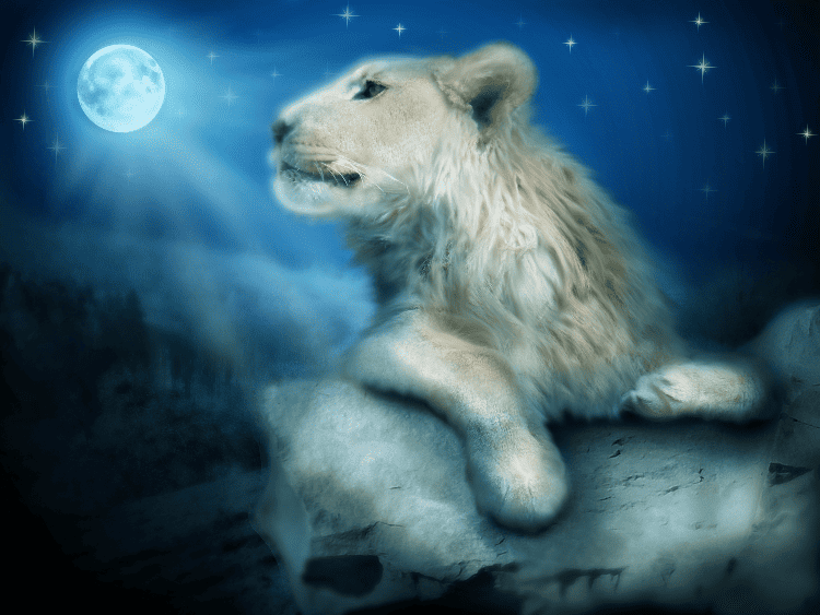 Full Moon in Leo 2024 and Tarot Readings for Each Zodiac Sign The